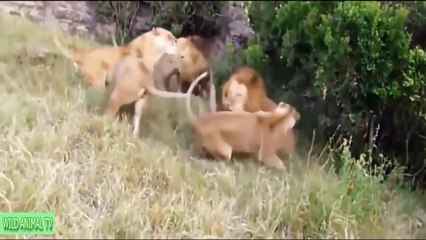 Lion vs antelope, Tiger vs hippopotamus, zebra, hyena # Real Fight Most Amazing Animals At