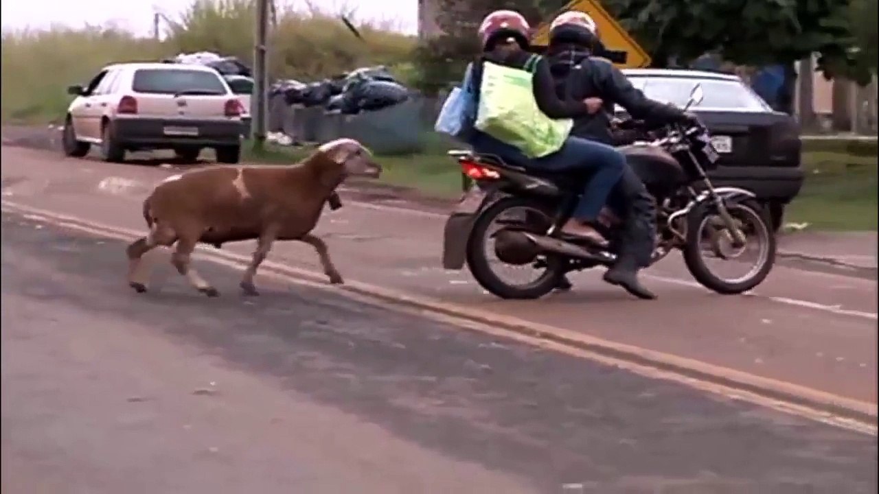 Videoclipuri amuzante, Videos comicos, Funny videos Try not to laugh, Animale haioase Mori de ras