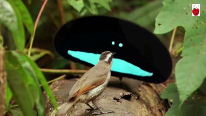 Top 10 Cele Mai Ciudate Animale