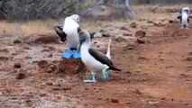 Cute Birds - Blue Footed Boobies Mating Dance on the Galapagos...
