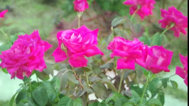 2016 Autumn Roses at Nakanoshima Rose Garden(中之島バラ園)