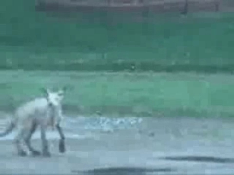 Chupacabra? ou Quoi?