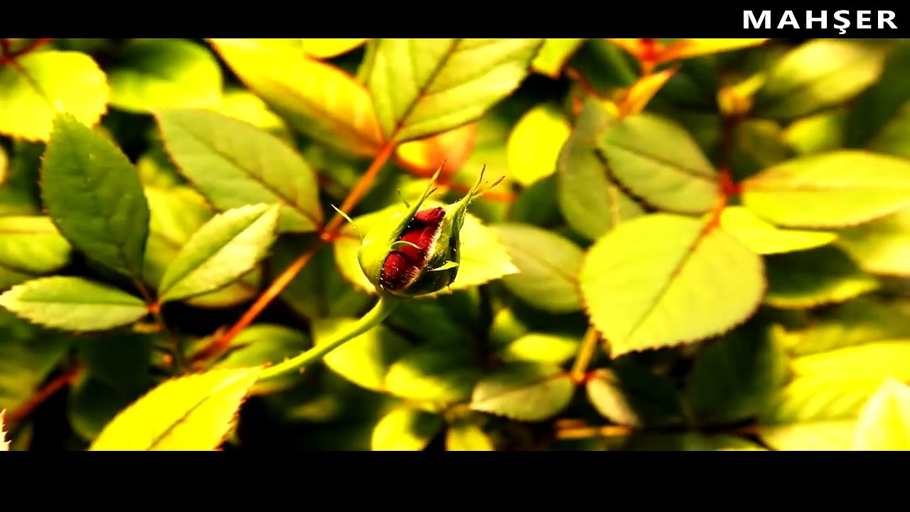 İLAHİ-MAHŞERDE YÜZÜN DÖNME EY RASÜL
