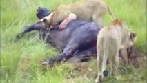 Búfalo Mata León León vs Buffalo Ataques de Elefantes Buffalo vs Búfalos,Cocodrilos,Cebras
