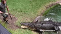 Il fait sortir un crocodile de l'eau pour faire sa demande en mariage