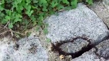 Quand t'es fasciné par les fourmis