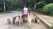 Il promène 15 chiens en même temps... Dingue