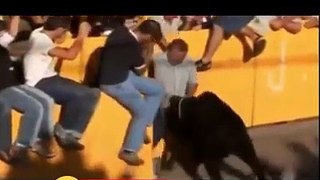 BULL  funny video Must see