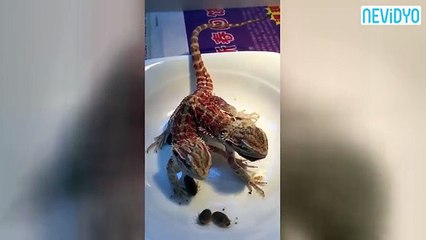 İki başlı ejderha! Videosu