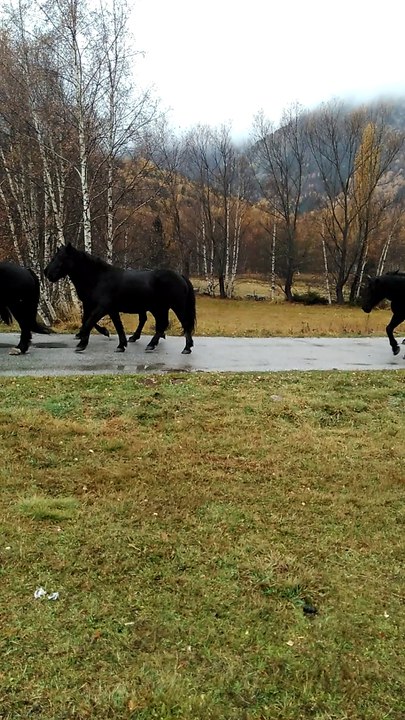 transhumance  des chevaux mérens 05/11/ 2016 640