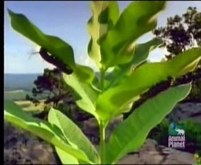 Os 10 Piores Venenos