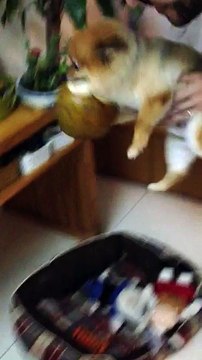 Rufus eats a coconut