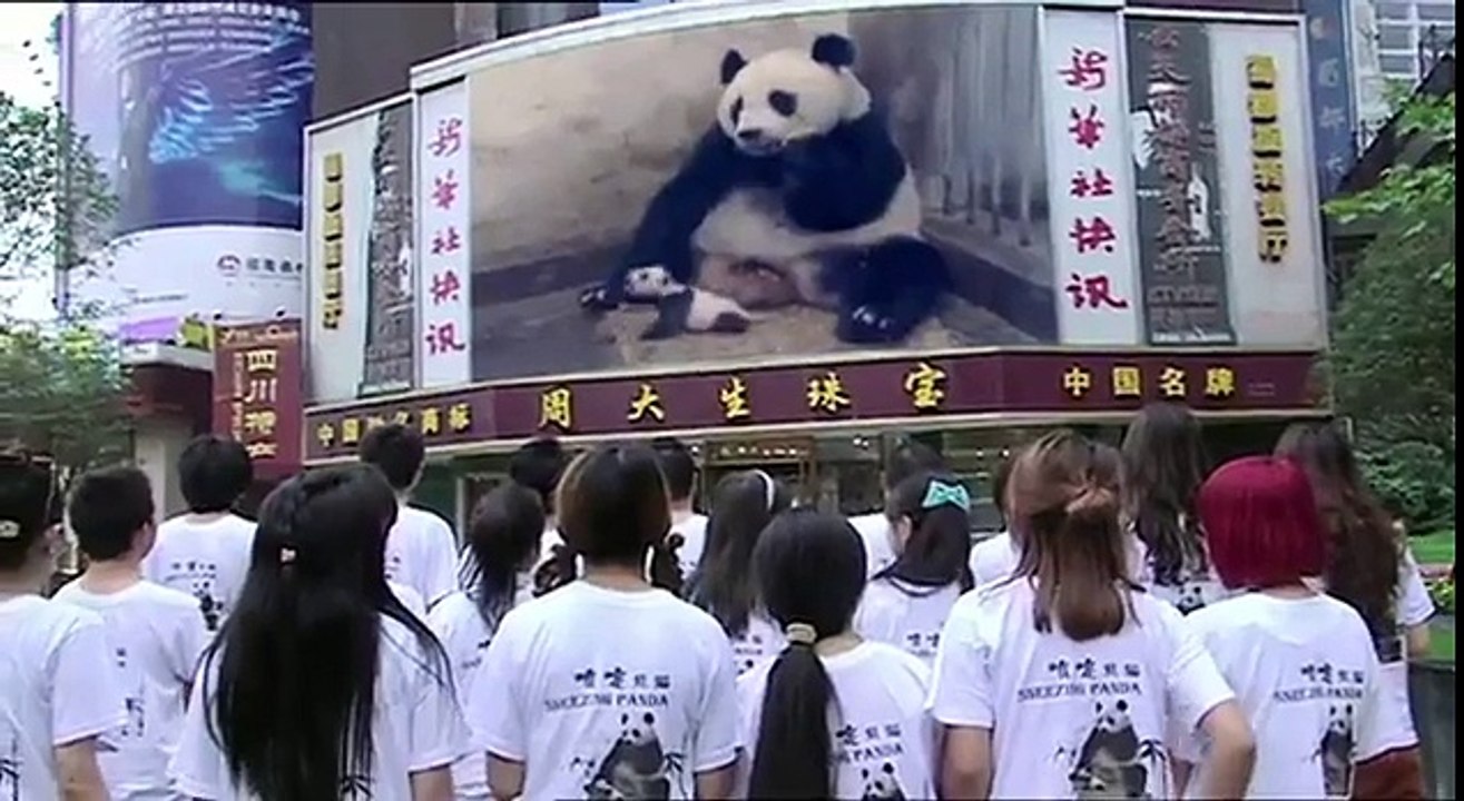 Sneezing Baby Panda The (Potential) Film Trailer