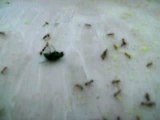 mouche-fourmis