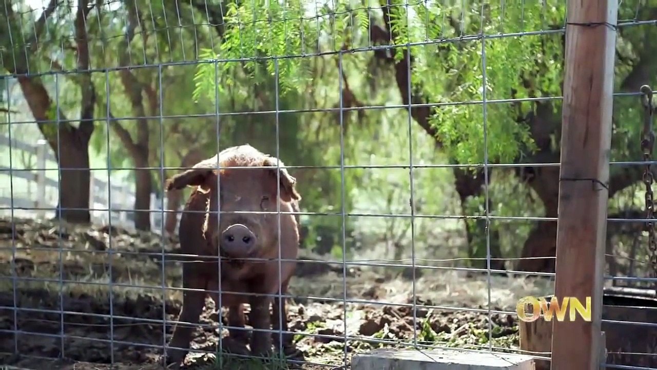 La maman enceinte cache un énorme secret dans son ventre. Quand elle met au monde son premier bébé C'est hallucinant!