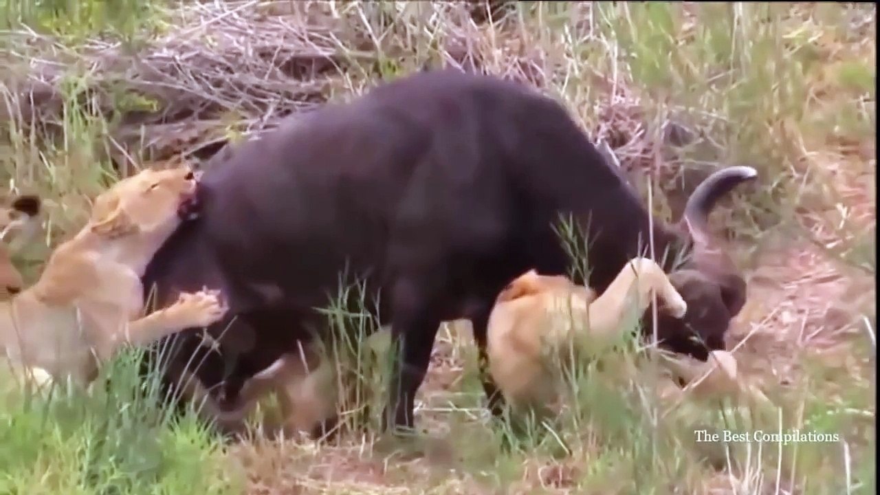 Lion vs Hippo vs Crocodile,Crocodile vs Buffalo vs Hippo, AMAZING Buffalo Attacks Lion –