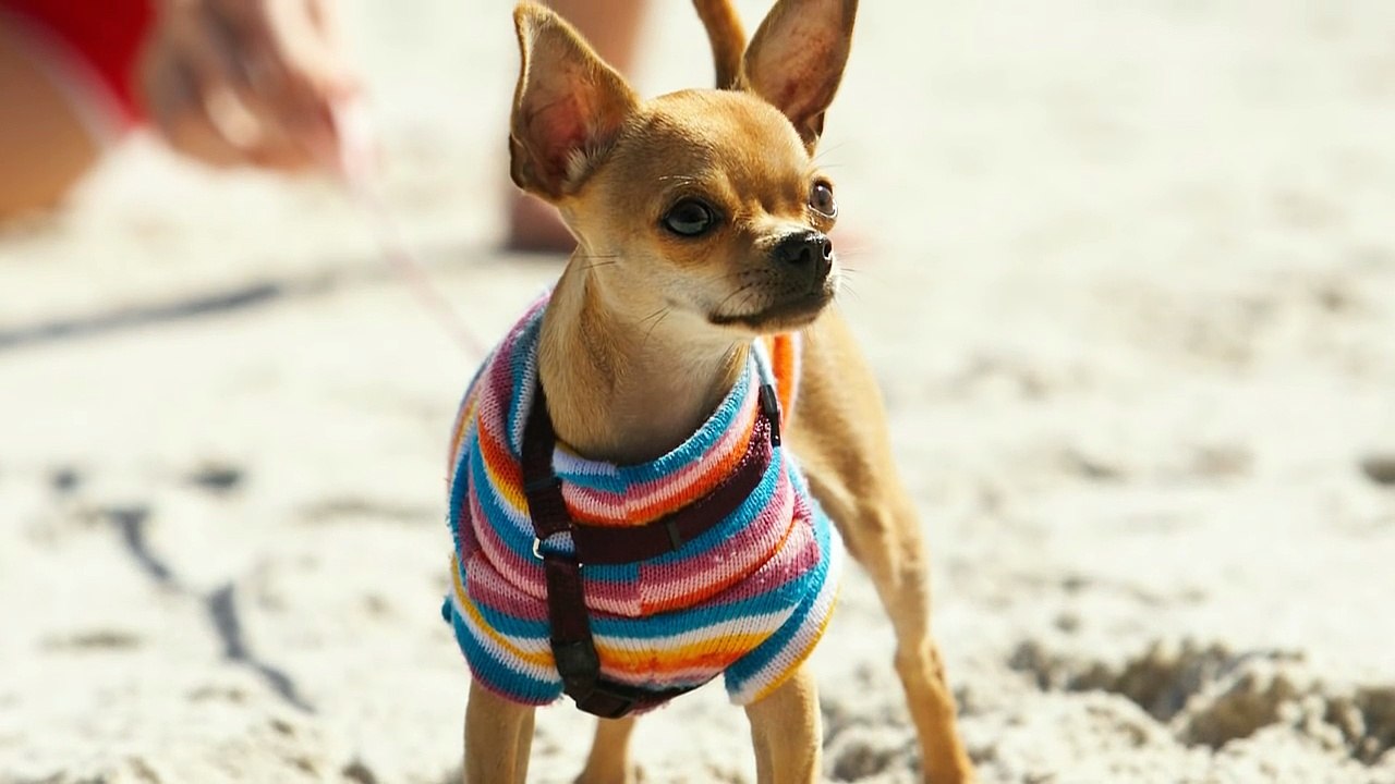 Chihuahua VS Miniature Pinscher - 101