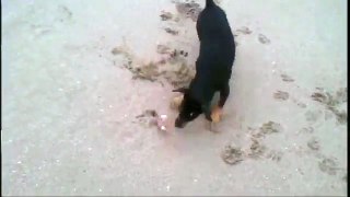 Dog Vs Crab _ A Puppy Miniature Pinscher Reaction to a Beach Crab!