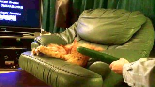 Maine Coon cat scared by cucumber