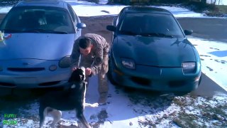 Dogs Welcoming Soldiers Home Compilation 2012