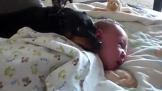 Don't wake the baby! Min Pin guards baby