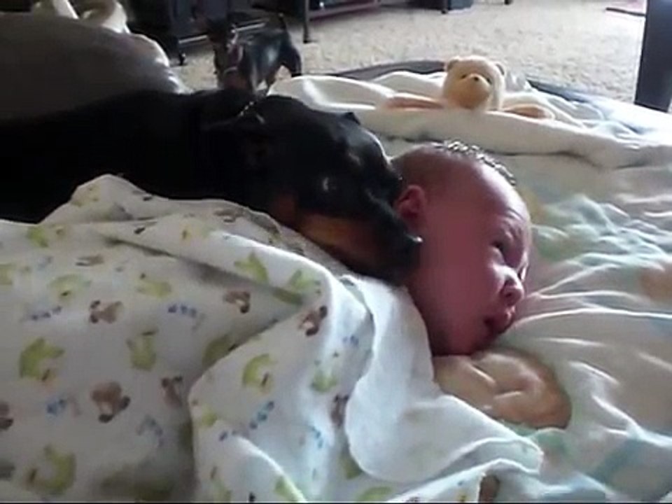 Don't wake the baby! Min Pin guards baby