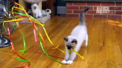 Ragdoll Kittens _ Too Cute!