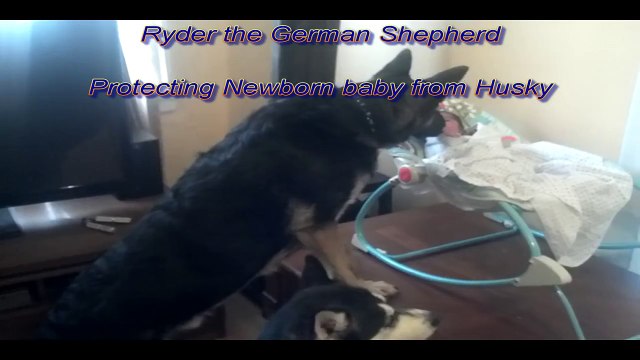 German Shepherd Protecting Newborn Baby!