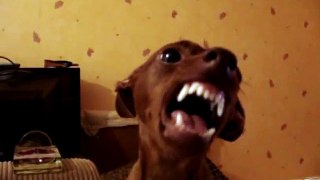 Red Miniature Pinscher going mad.converting