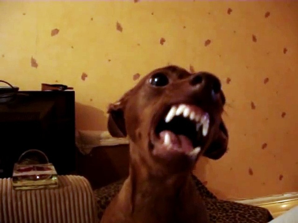 Red Miniature Pinscher going mad.converting