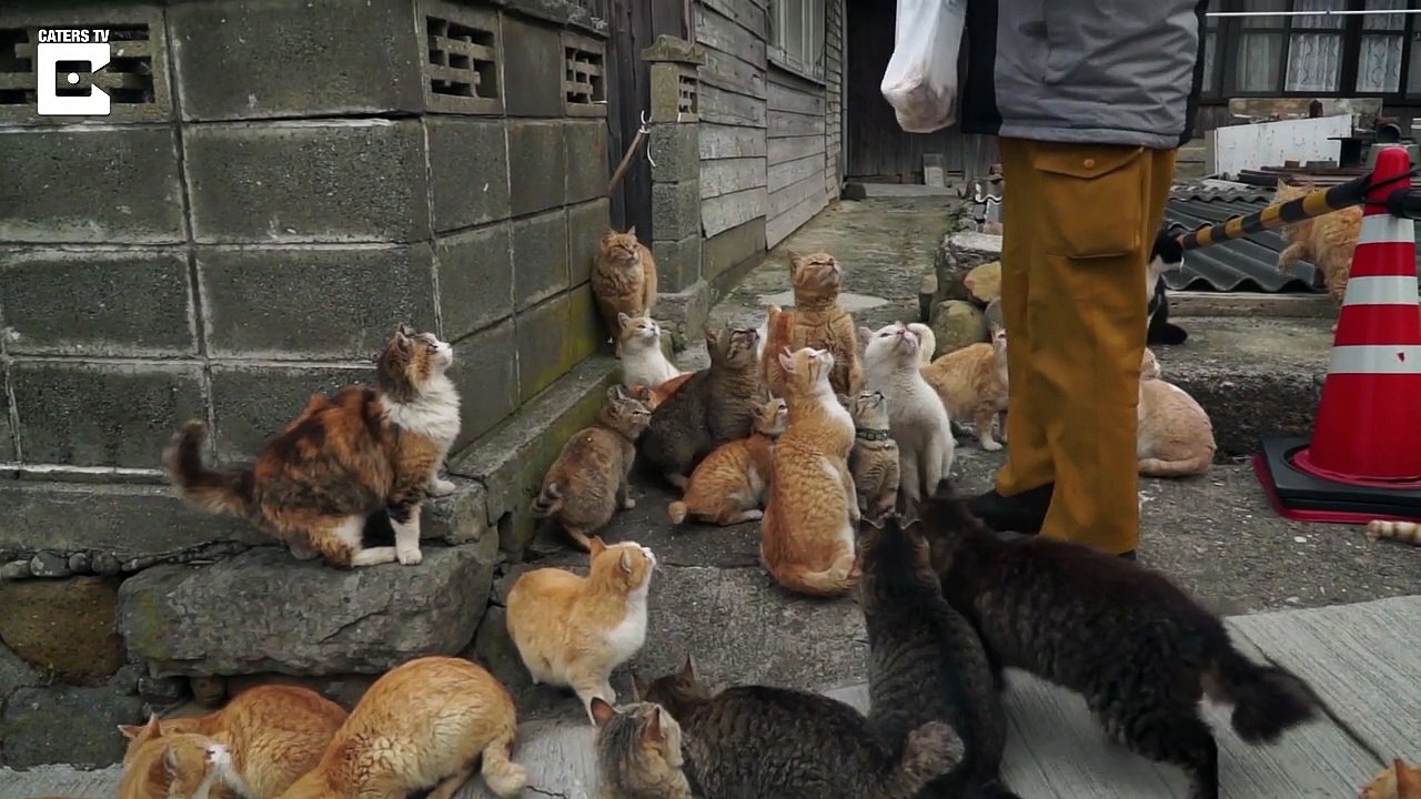 Is This A Cat Lovers Purrr-fect Vacation?