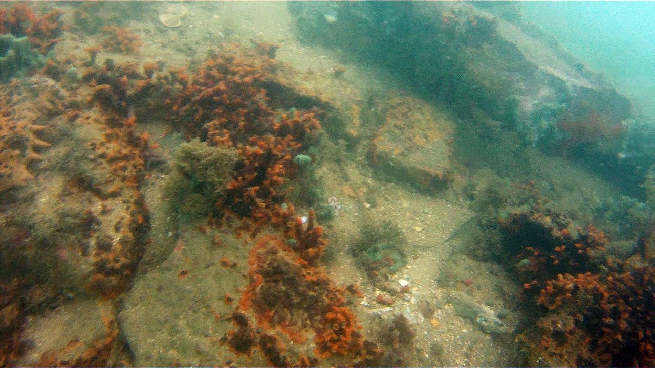 GoPro, Full HD, pesquisa marinha, Ubatuba, SP, Brasil, maravilhas da natureza submarina, Hippocampus é um gênero de peixes ósseos, carangueijo aranha, estrela do mar, grandes descobertas,  2 (2)