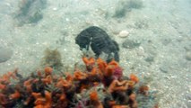 GoPro, Full HD, pesquisa marinha, Ubatuba, SP, Brasil, maravilhas da natureza submarina, Hippocampus é um gênero de peixes ósseos, carangueijo aranha, estrela do mar, grandes descobertas,  2 (3)