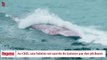 Au Chili, une baleine est sauvée de justesse par des pécheurs