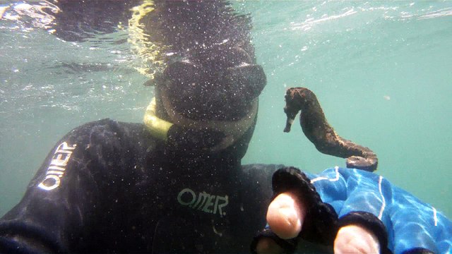 GoPro, Full HD, pesquisa marinha, Ubatuba, SP, Brasil, maravilhas da natureza submarina, Hippocampus é um gênero de peixes ósseos, carangueijo aranha, estrela do mar, grandes descobertas, 2 (4)
