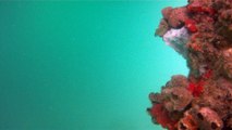 GoPro, Full HD, pesquisa marinha, Ubatuba, SP, Brasil, maravilhas da natureza submarina, Hippocampus é um gênero de peixes ósseos, carangueijo aranha, estrela do mar, grandes descobertas,  2 (5)