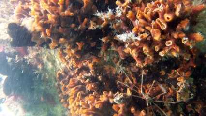 GoPro, Full HD, pesquisa marinha, Ubatuba, SP, Brasil, maravilhas da natureza submarina, Hippocampus é um gênero de peixes ósseos, carangueijo aranha, estrela do mar, grandes descobertas,  2 (6)