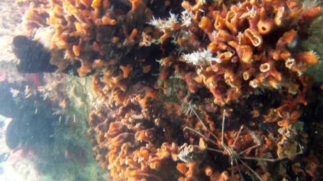 GoPro, Full HD, pesquisa marinha, Ubatuba, SP, Brasil, maravilhas da natureza submarina, Hippocampus é um gênero de peixes ósseos, carangueijo aranha, estrela do mar, grandes descobertas, 2 (6)