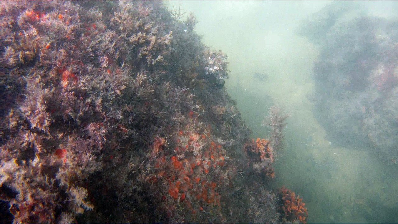 GoPro, Full HD, pesquisa marinha, Ubatuba, SP, Brasil, maravilhas da natureza submarina, Hippocampus é um gênero de peixes ósseos, carangueijo aranha, estrela do mar, grandes descobertas,  2 (8)