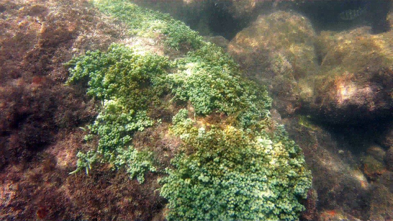 GoPro, Full HD, pesquisa marinha, Ubatuba, SP, Brasil, maravilhas da natureza submarina, Hippocampus é um gênero de peixes ósseos, carangueijo aranha, estrela do mar, grandes descobertas,  2 (11)