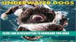 Ebook Underwater Dogs 2017 Wall Calendar Free Read
