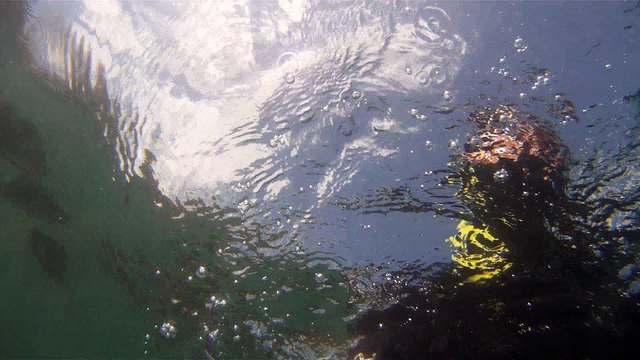 GoPro, Full HD, pesquisa marinha, Ubatuba, SP, Brasil, maravilhas da natureza submarina, Hippocampus é um gênero de peixes ósseos, carangueijo aranha, estrela do mar, grandes descobertas, 2 (26)
