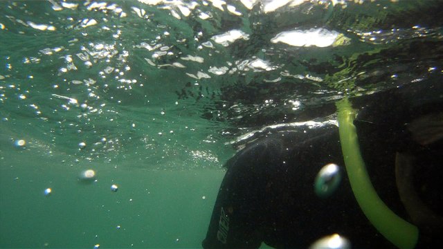 GoPro, Full HD, pesquisa marinha, Ubatuba, SP, Brasil, maravilhas da natureza submarina, Hippocampus é um gênero de peixes ósseos, carangueijo aranha, estrela do mar, grandes descobertas, 2 (27)
