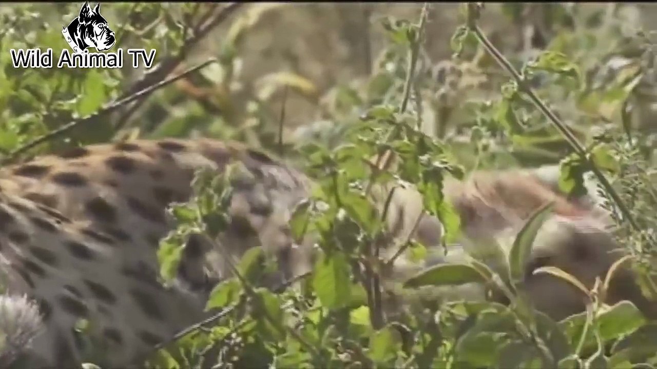 Top 5 Leopard vs Wild Boar and Rabbit, Lion vs Gnu, Skunk