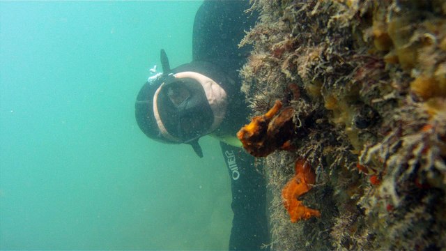GoPro, Full HD, pesquisa marinha, Ubatuba, SP, Brasil, maravilhas da natureza submarina, Hippocampus é um gênero de peixes ósseos, carangueijo aranha, estrela do mar, grandes descobertas, 2 (32)