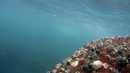 GoPro, Full HD, pesquisa marinha, Ubatuba, SP, Brasil, maravilhas da natureza submarina, Hippocampus é um gênero de peixes ósseos, carangueijo aranha, estrela do mar, grandes descobertas,  2 (36)