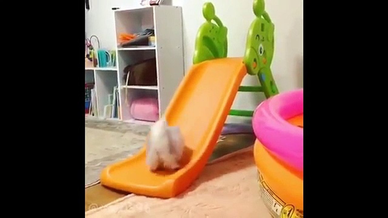 Best Funny Cat Videos Ever