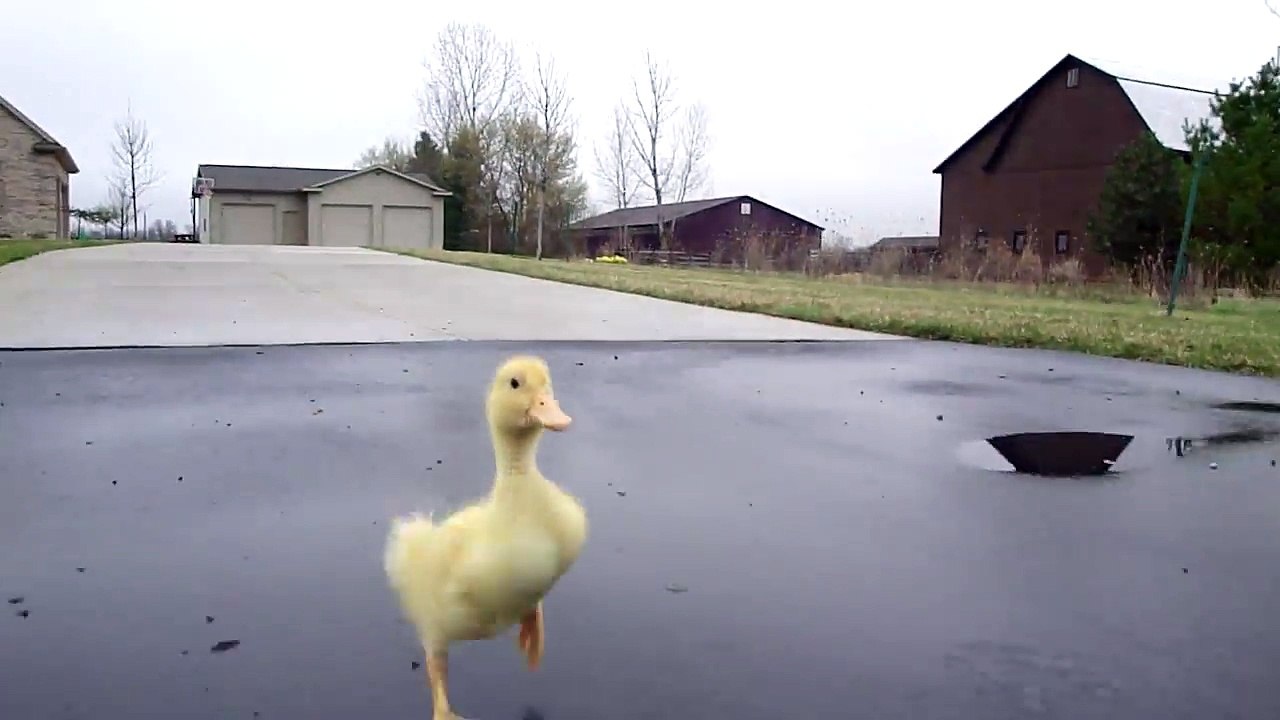 La Paperella Lo Segue OVUNQUE: Il Video è Di Una Tenerezza Incredibile