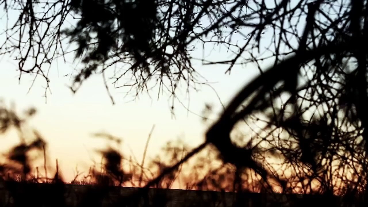 Sanglier de la fièvre Épique coups de compilation | Chasse