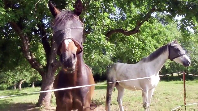 Horses Eating Gras in the Sun